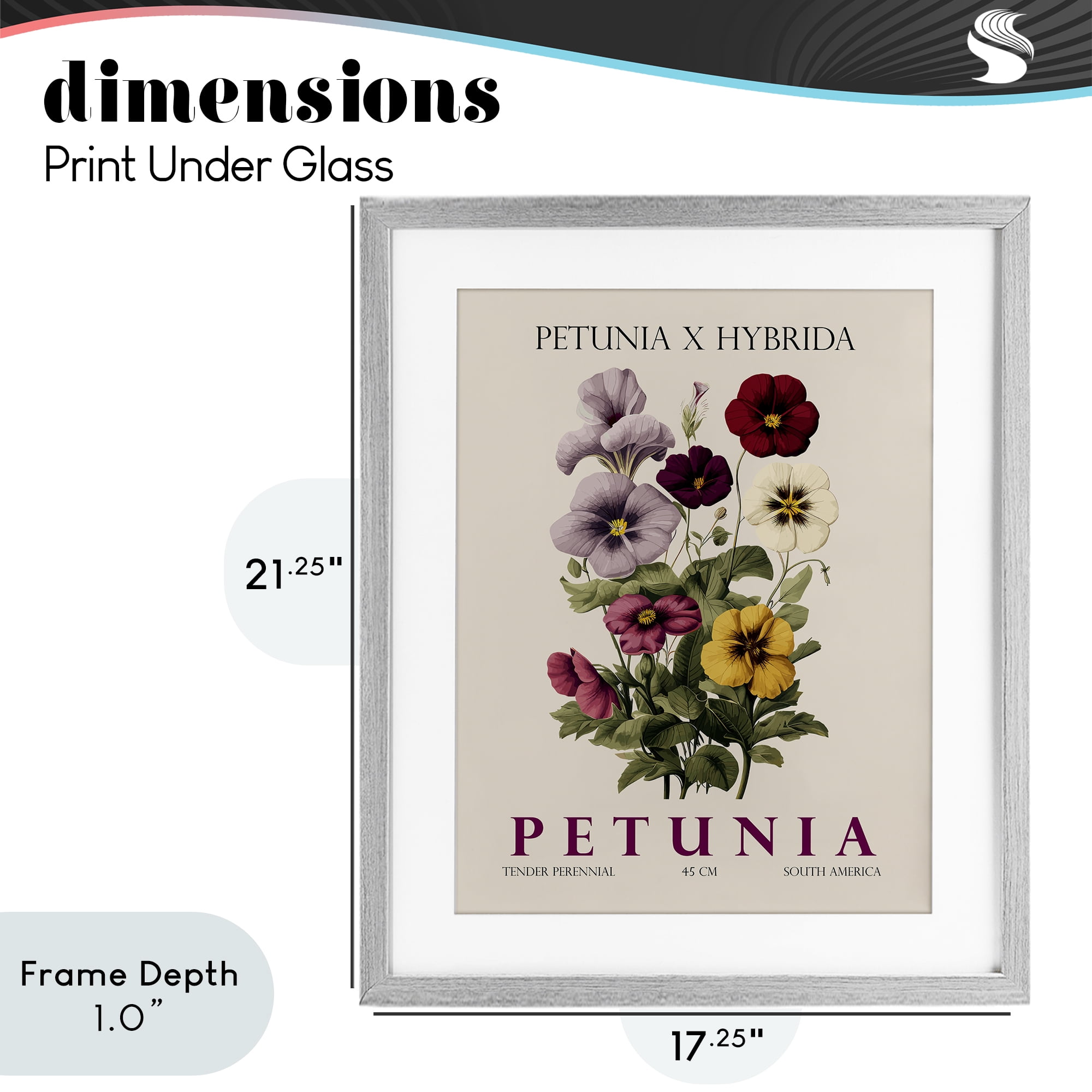 Stupell Industries Natural Petunia Bundle Gray Framed Print Under Glass, design by Christopher Giampietro