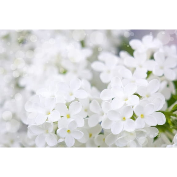 White Lilac Seeds for Planting | 100  Seeds | Highly Prized for Bonsai, Fragrant White Flowers