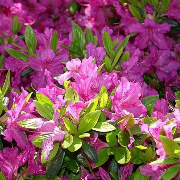Azalea Karen, 3 gal, Live Evergreen Shrub, Partial Sun
