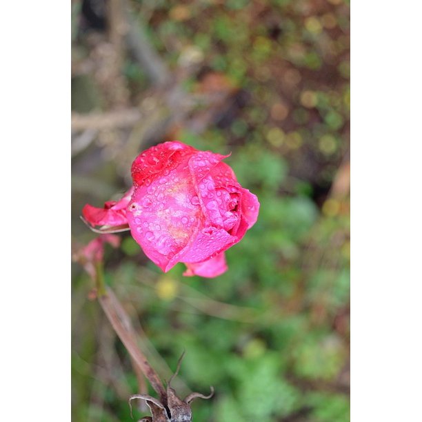 Drops Macro Symbol Background Beauty Rose Nature 20 Inch By 30 Inch Laminated Poster With Bright Colors And Vivid Imagery Fits Perfectly In Many Attractive Frames Walmart Com Walmart Com Tüm fotoğrafları indirin ve ticari projeler dahil olmak üzere istediğiniz yerde kullanın. walmart