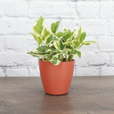Live Pearls and Jade Pothos Plant - 4" Biodegradable Pot - Terra Cotta