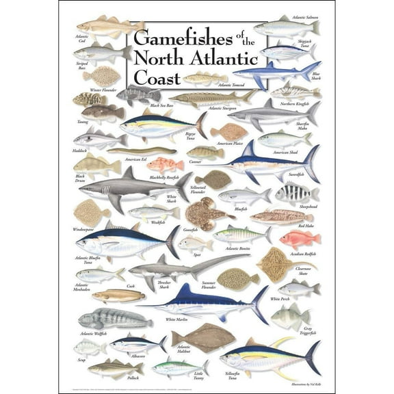 Gamefishes of Northeast Atlantic - Poster Student Animal Poster Birthday Gift Children's Room Poster Bedroom Decor Office Decor Gifts