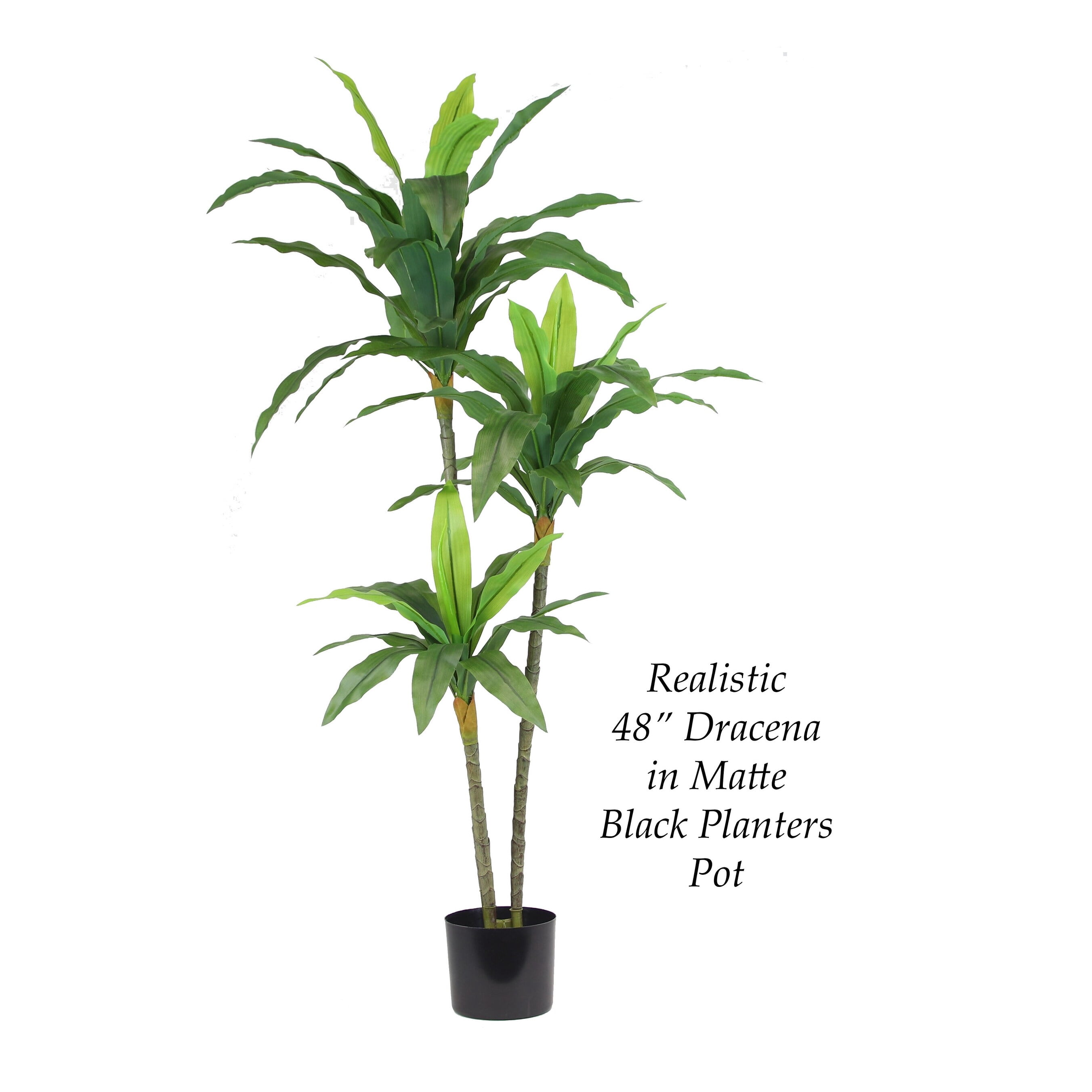 The Mod Greenhouse Artificial Dracaena Plant in Black Matte Planter's Pot Variegated - 67