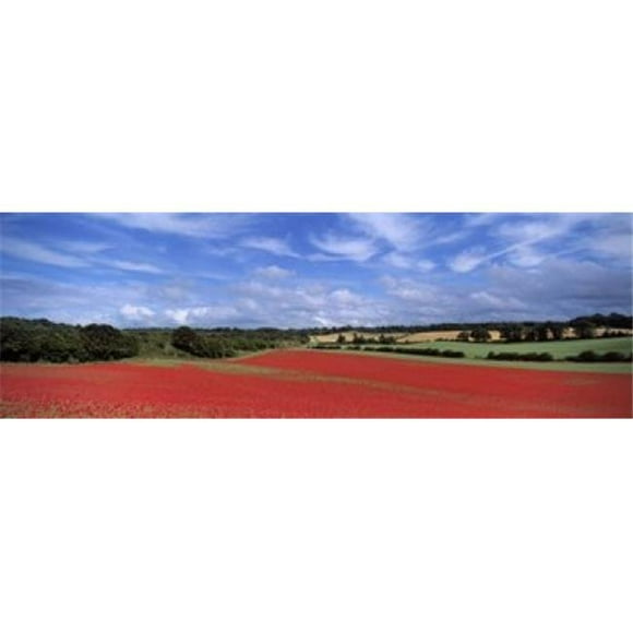 Panoramic Images PPI135868L Poppy field in bloom Worcestershire West Midlands England Poster Print by Panoramic Images - 36 x 12