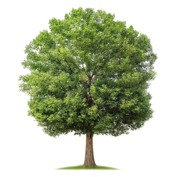 Black Walnut Tree Seedling - Live Plants | Live Tree Seedlings (3 Tree Seedlings)