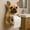 A538 C 8.7x6.3x4.7", variant on Dog Paper Holder Tissue Roll Dispenser Funny Toilet Paper Roll Holder 3D Printed Animal Shaped Roll Storage Stand Decorative Wall Mounted Toilet Paper Holder For Bathroom Kitchen Rack