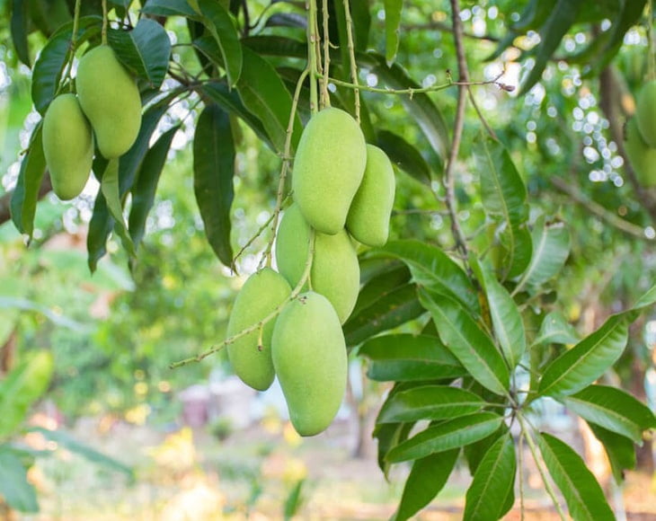 Dried Diced Mango, 10 Pounds — Kosher, Vegan — by Food to Live