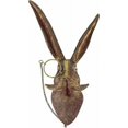 thumbnail image 1 of Escultura de pared con cabeza de animal, decoración de pared, conejo, ciervo, oso, zorro, cabeza de Mickey con gafas, colgante de animal de resina -C, 1 of 5