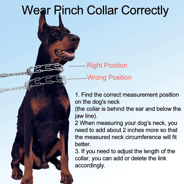 Pinch Collar Placement How To Use Sprenger Prong Collar Herm