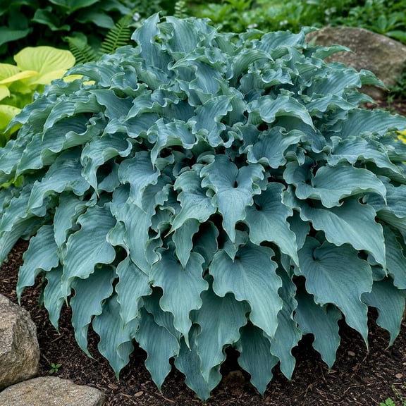 Dancing with Dragons Hosta Live Starter Plants | Rooted Plug Liners | Blue-Green Ruffled Hosta for Shade Gardens | Large Wavy Foliage Perennial (1 Plug)