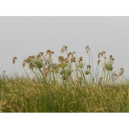 Papyrus Plants - Close-up of Papyrus plants Okavango Delta Ngamiland Botswana Poster Print