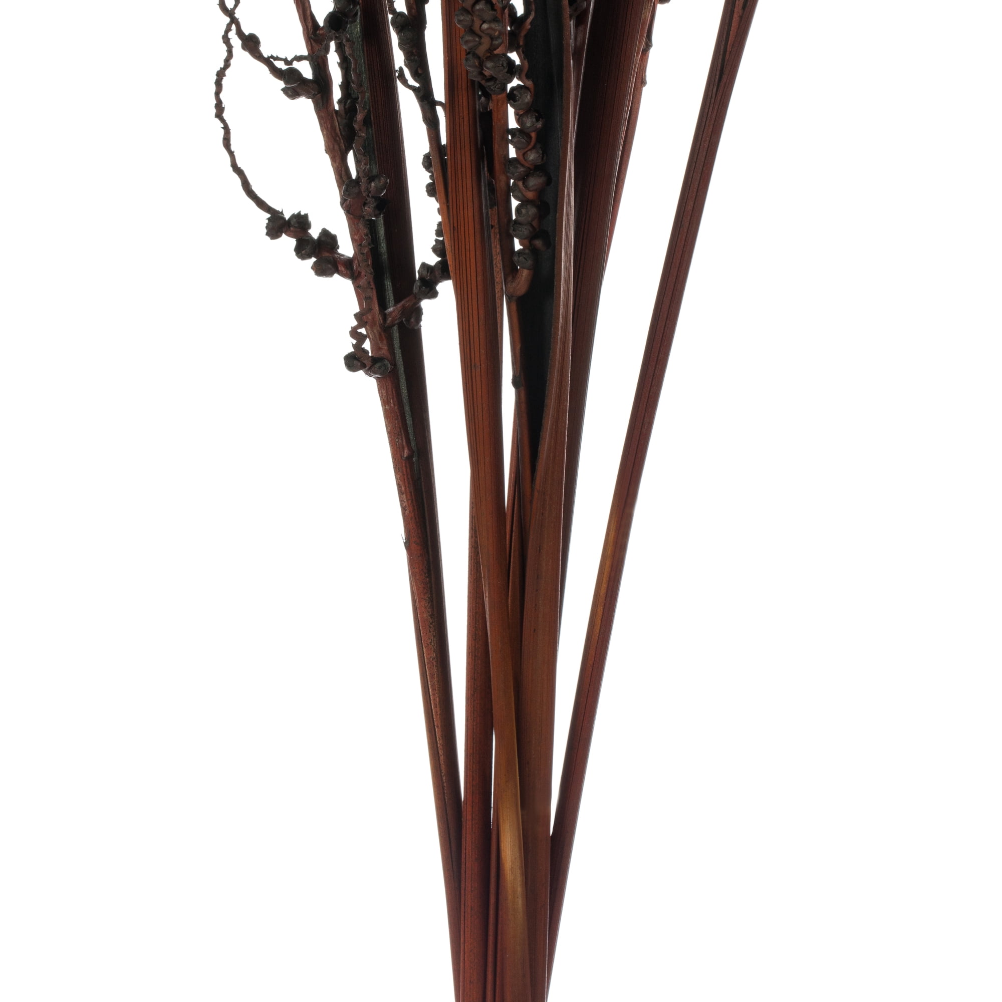 Vickerman 36" Dark Brown Bahia Spears Seeded, 9 stems, Dried