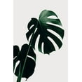 thumbnail image 2 of 1x Studio III 13x18 Black Ornate Wood Framed with Double Matting Museum Art Print Titled - Monstera Natural 03, 2 of 4