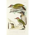 thumbnail image 2 of Alfred Malherbe 17x24 Gold Ornate Framed and Double Matted Museum Art Print Titled - Monograph of Picidae Pl16 (1861-1862), 2 of 4