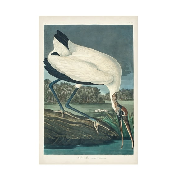 John James Audubon 'Wood Ibis' Canvas Art