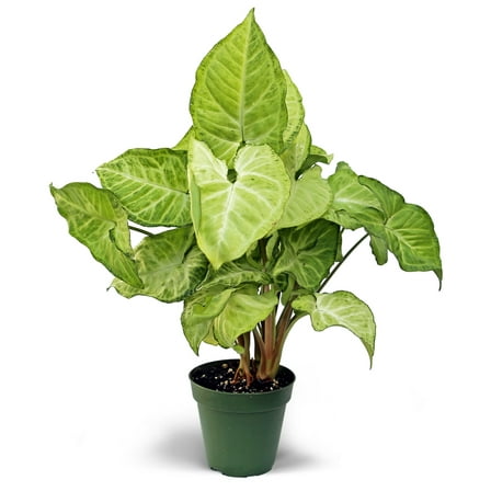 Live White Butterfly Syngonium Arrowhead, Air Purifying Houseplant in 4 inch Pot