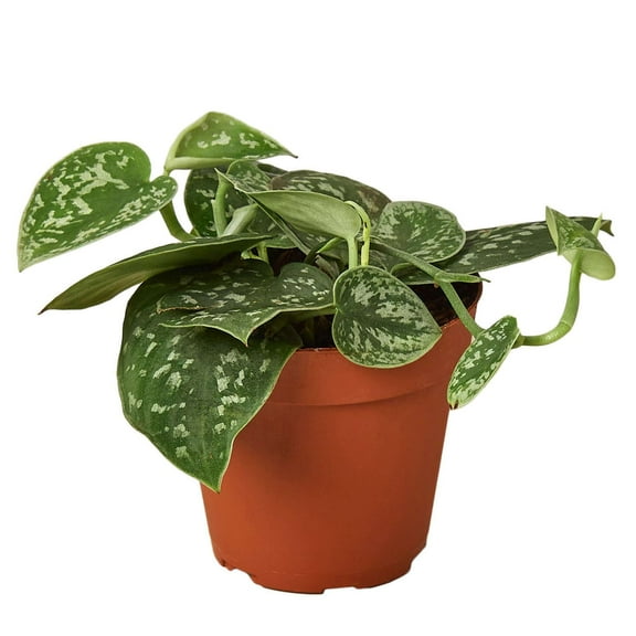 Pothos Satin Live Plant for Indoor | Different Houseplants in 4'' & 6'' Pot | Real House Plant for Living Room, Office, Desk & Bathroom | Silver Vine | Scindapsus Pictus Argyraeus