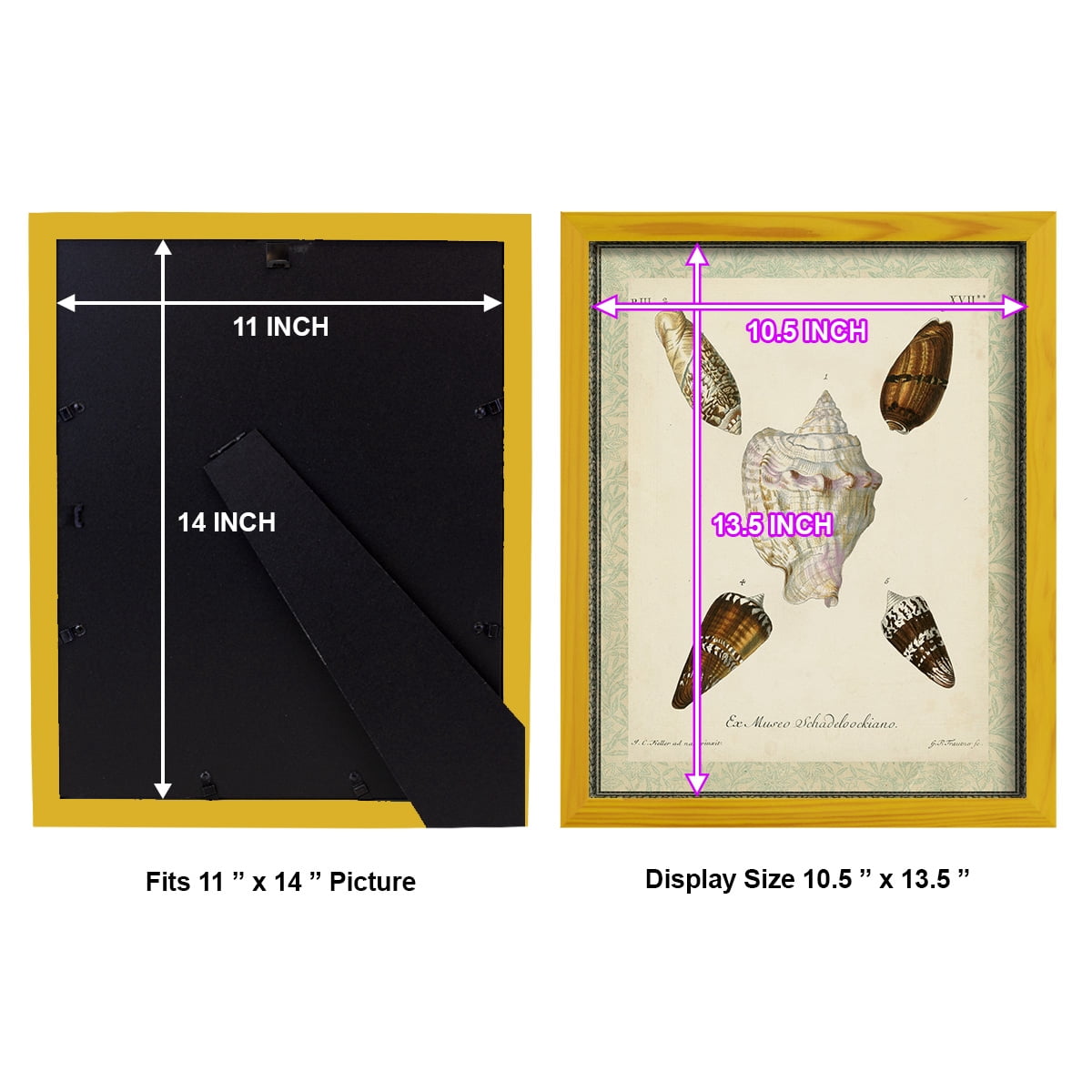 Bookplate Shells IV - Framed Print w/glass - Sunflower Yellow