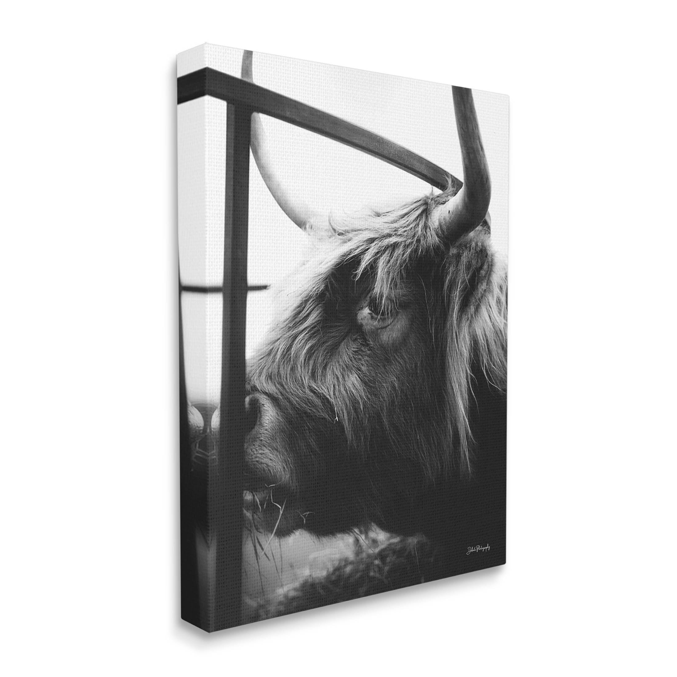 Longhorn Cattle Feeding Portrait Animals & Insects Photograph Gallery Wrapped Canvas Print Wall Art