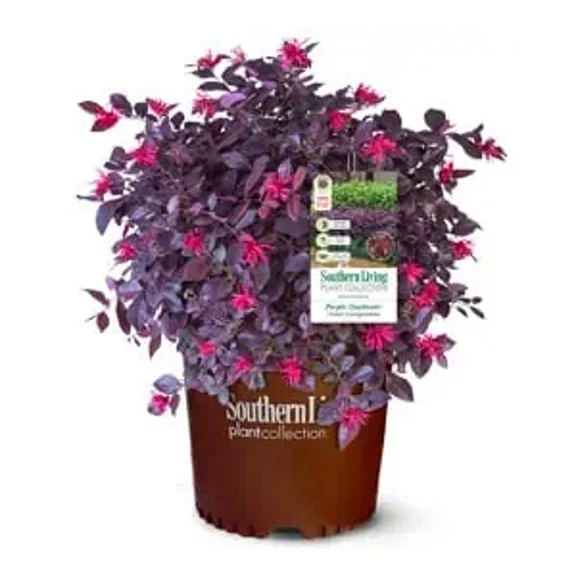 Southern Living Purple Daydream Loropetalum Live Shrub in 2-Gallon Grower Pot