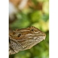thumbnail image 1 of Posterazzi DPI1844607LARGE Bearded Dragon Lizard Poster Print, Large - 26 x 38, 1 of 1