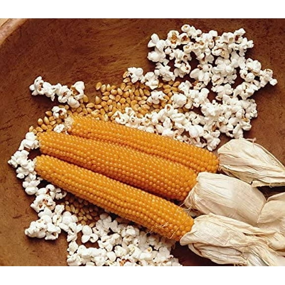 Snow Puff Popcorn Seeds to Grow 25 Seeds
