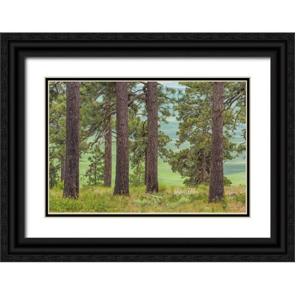 Paulson, Don 32x23 Black Ornate Wood Framed with Double Matting Museum Art Print Titled - Washington, Palouse Hills Pine forest scenic