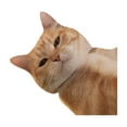 thumbnail image 1 of Cute and Funny Cat Expression Personalized Creative Stickers G4I5 STOCK IN, 1 of 8