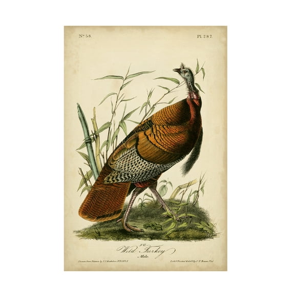 Trademark Fine Art John James Audubon Audubon Wild Turkey Canvas Wall Art - 16x24