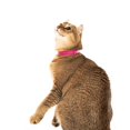thumbnail image 4 of Collar para gatos Nuvuq, suave, cómodo y ligero, paquete de 2, rosa, 4 of 7