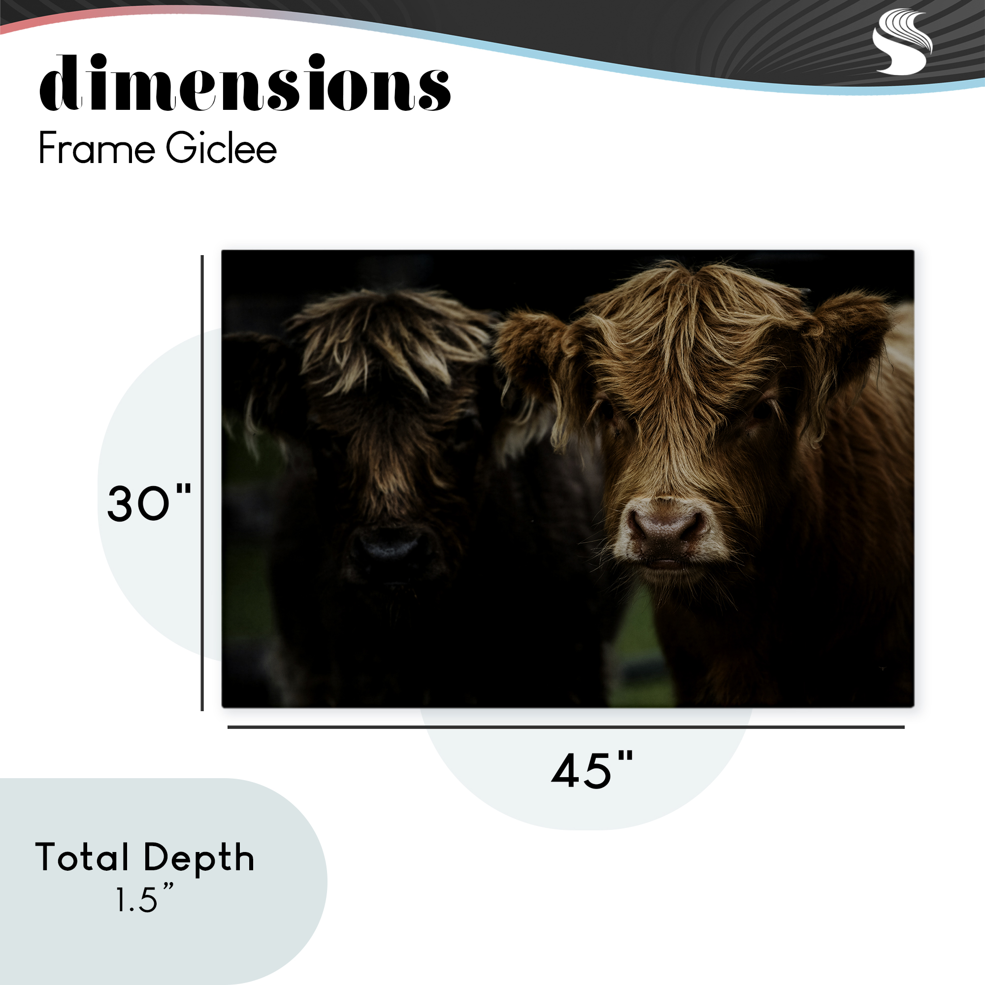 Cow Faces Highland Pair Canvas Wall Art, design by Amy Carroll