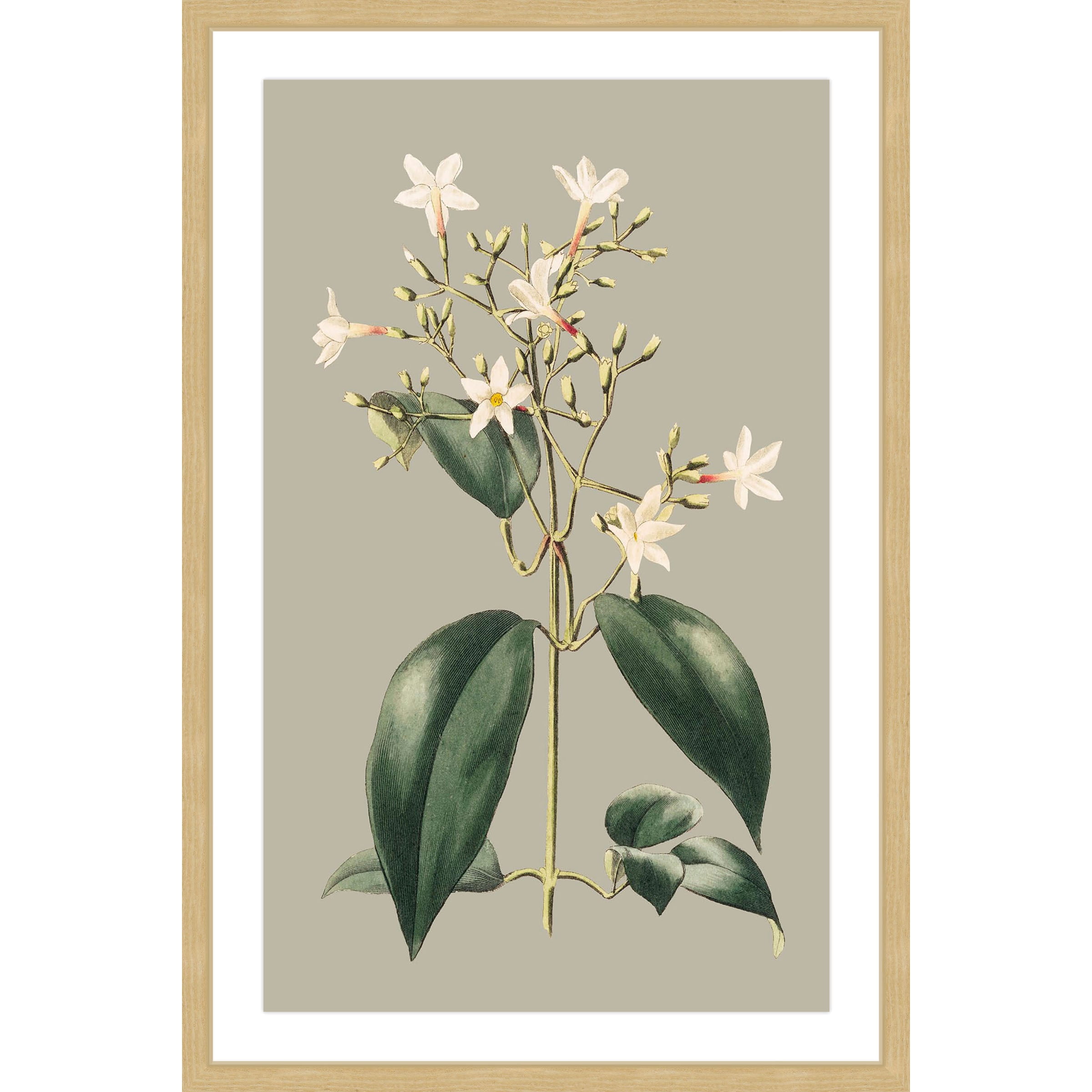 Marmont Hill "Botanical Cabinet I" Framed Painting Print