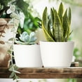 thumbnail image 6 of FOUKUS Set of 5 White Plastic Plant Pots with Drainage Holes and Tray - Eco-Friendly Indoor/Outdoor Flower Planters for Succulents, Cactus, Snake Plants - Sizes: 7", 6.6", 6", 5.3", 4.8", 6 of 6