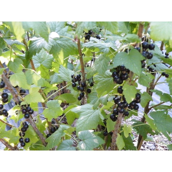 Consort Black Currant Bush - NO SHIP to NC, WV, NH - 2.5" Pot