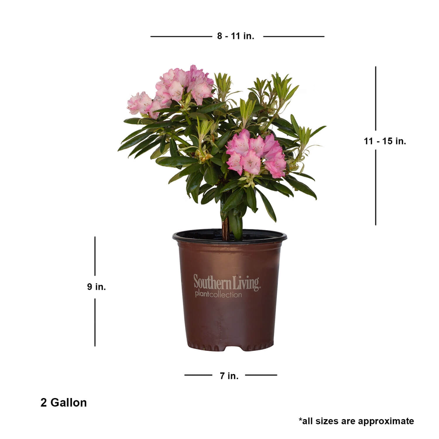 Southern Living Southgate Brandi Rhododendron Live Shrub in 2-Gallon Grower Pot