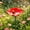 Red-Free Size/RD, variant on Flower Shaped Pollinator Waterer Feeder With Metal Stake Outdoor Garden Decor Butterfly Hummingbird Feeder For Yard Backyard Patio Insect Waterer