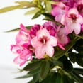 thumbnail image 4 of Southern Living Southgate Radiance Rhododendron Live Shrub in 2.5-Quart Grower Pot, 4 of 10