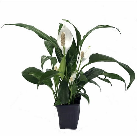 Zen Peace Lily Plant - Spathyphyllium - Great House Plant - 4