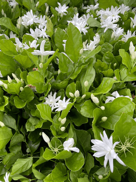 Jasmine Belle of India Live Plant 4-6 Inch Tall, White Blooming Jasmine for Indoor Outdoor Garden & Patio Decor