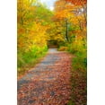 thumbnail image 2 of Gulin, Sylvia 11x14 White Modern Wood Framed Museum Art Print Titled - USA-New Hampshire-Franconia-one lane roadway with fallen Autumn leaves and lined with Fall colored, 2 of 4