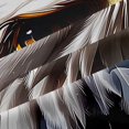 thumbnail image 5 of Manfei Bald Eagle Head Blackout Curtains,Rustic Us Flag Curtains Pack of 2 (42x84 Each),Navy Brown, 5 of 7