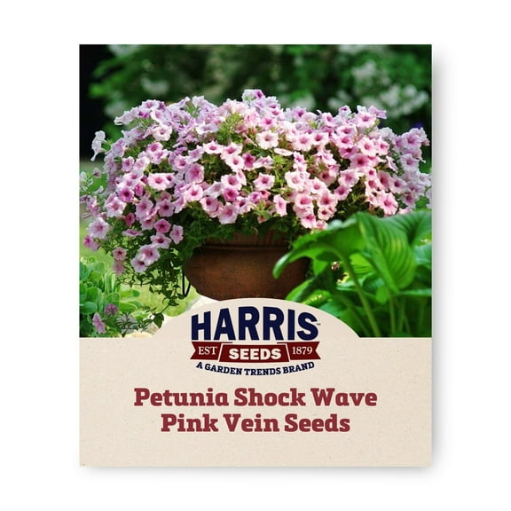 Harris Seeds - Petunia Shock Wave Pink Vein F1 Seeds - Early Blooming - 50 Pelleted Seeds