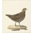 thumbnail image 2 of Pieter Pietersz. Barbiers 20x23 Gold Ornate Framed and Double Matted Museum Art Print Titled - Bobwhite (Colinus Virginianus) (1759 - 1842), 2 of 4
