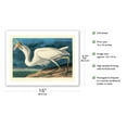 thumbnail image 2 of Great White Heron from Birds of America - From an Original Etching and Drypoint by John James Audubon c.1827 - Bamboo Fine Art 290gsm Paper (Unframed) 12x16in, 2 of 4