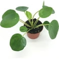 thumbnail image 3 of Pilea peperomioides (2" Pot) (Chinese Money Plant/Pancake Plant/UFO Plant), 3 of 3
