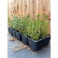 thumbnail image 5 of 3 Live Lemon Thyme Plants (Thymus Citriodorus) – Aromatic Perennial Herb, Thriving in 2.5" Nursery Cubes, 5 of 9