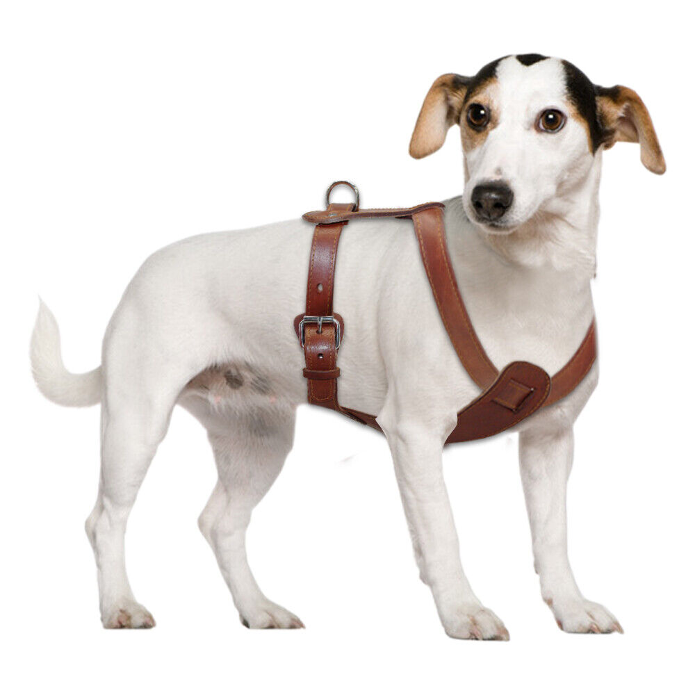 Didog Heavy Duty Genuine Leather Dog Harness Durable for Small Medium Large Dogs Boxer