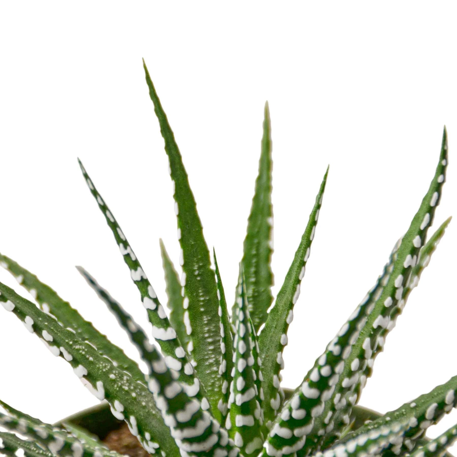Zebra Succulent Live Plant for Indoor | Different Houseplants in 4'' & 6'' Pot | Real House Plant for Living Room, Office, Desk & Bathroom |  Zebra succulent | Haworthia fasciata