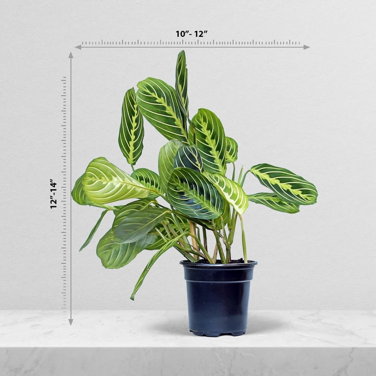 Live Lemon Green Maranta, Lemon Prayer Plant, Vine Houseplant, Christmas  Gift, Trailing Indoor Plant, Office Gift for Co-Worker, Housewarming Gift,  Mom Birthday Gift in 4" Pot - Walmart.com