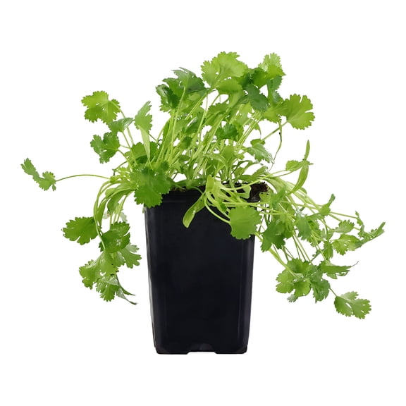 Expert Gardener 8" Cilantro Live Plants in 4" Grower Pot Full Sun